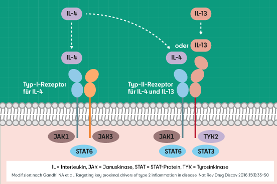 Schematische Darstellung der Wirkung  von Interleukin-Hemmern