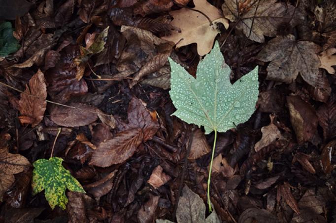 Herbstlaub als Symbol für saisonale Faktoren bei Neurodermitis